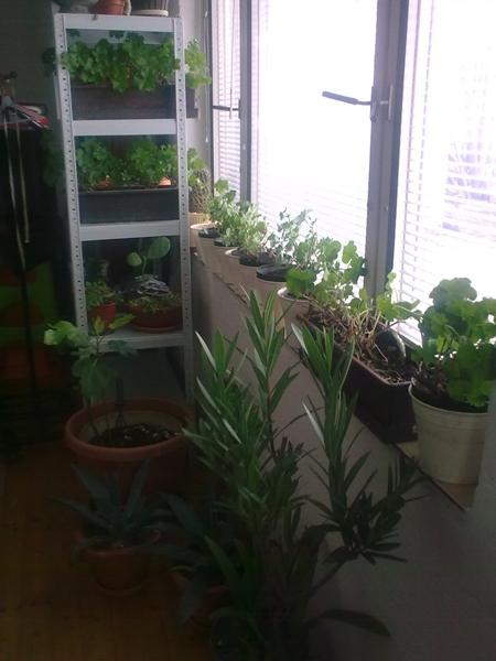 Jar je za dverami, Okenné parapety Jar je za dverami, Okenné parapety, Alena666, 1