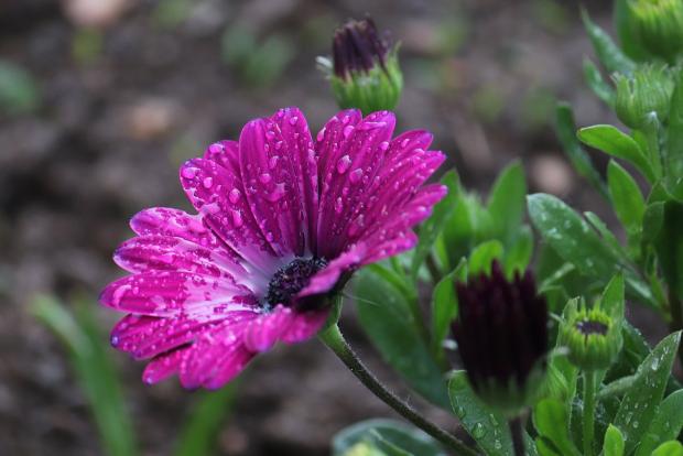 Osteospermum, Kvetinové portréty, Kamila, 1