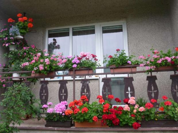  Muškáty 2, Balkóny, lubomiral, 1