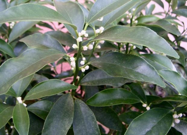 citrus fortunella /kumkvát/, Okrasné stromy a kry, LubaArt, 1