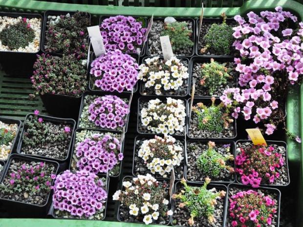 Saxifragy, tuleňka
