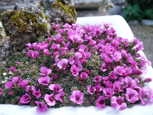 Saxifragy v kvetináči 2, alpinka