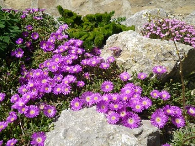 delosperma , erika3200