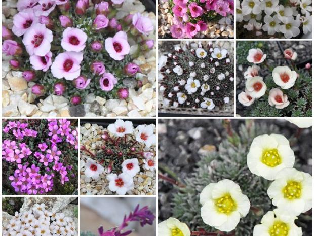 Saxifragy porophylum, tuleňka
