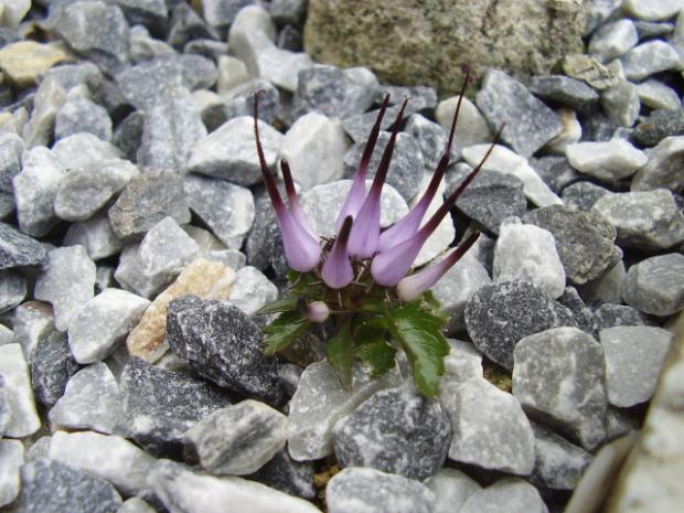 Physoplexis comosa, Jozef Horňák