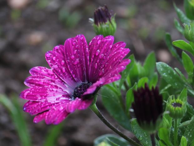 Osteospermum, Kamila